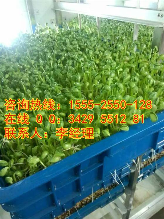 绵阳200斤豆芽机多少钱一台/豆芽机视频/生豆芽技术/豆芽机厂家