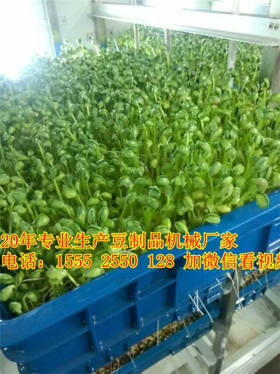 北京哪里有卖豆芽机的/全自动豆芽机/豆芽机视频