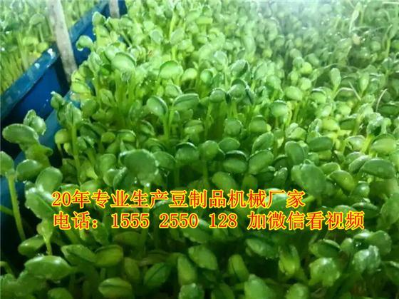 吉林豆芽机生产线/全自动豆芽机好用吗/商用豆芽机使用视频
